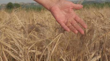 Woman's Hand on Golden Wheat Agriculture Farm Field at Slow Motion video