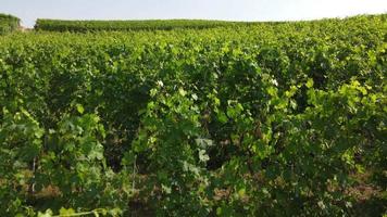 agricultura de viñedos en barbaresco asti vista aérea, producción de vino en langhe monferrato, piamonte video