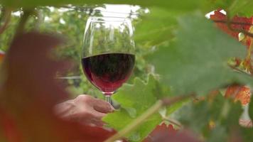 Tasting red wine in a vineyard with ripe grapes and vines video