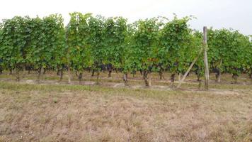 vue aérienne de la ferme de l'agriculture viticole à langhe, piémont italie