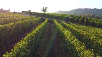 vista aérea de campo de fazenda de agricultura de vinhedo em langhe, piemonte, itália video