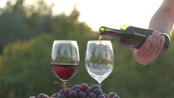 verser du vin rouge sur du verre dans un vignoble au ralenti, dégustation de vin avec raisins et vignes video