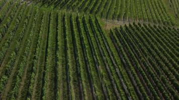 Vineyard agriculture farm field aerial view in Langhe, Piedmont Italy video