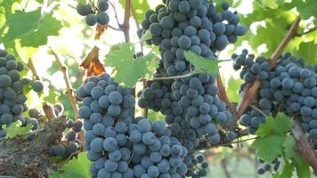 Weinberg mit roten reifen Weintrauben oder Weinrebe auf dem Gebiet der Landwirtschaft