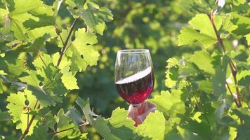 Tasting red wine in a vineyard with ripe grapes and vines video