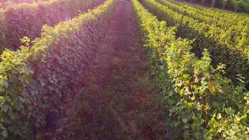 vue aérienne de la ferme de l'agriculture viticole à langhe, piémont italie video