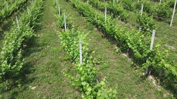 Vineyard agriculture farm field aerial view in Langhe, Piedmont Italy video