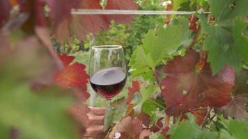 Tasting red wine in a vineyard with ripe grapes and vines video