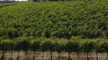 vigneto agricoltura nel barbaresco asti aereo Visualizza, vino produzione nel langhe monferrato, Piemonte video