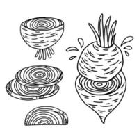 Set of hand drawn beet root. Beet with leafs, half of beet, long beet. Sketch vintage vector illustration.