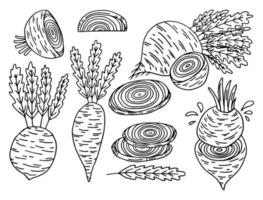 Set of hand drawn beet root. Beet with leafs, half of beet, long beet. Sketch vintage vector illustration.