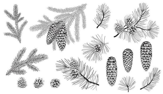 Set of evergreen branches, pine tree, fir, spruce coniferous plants. Illustration of christmas floral decorations isolated on white background. Retro drawing style