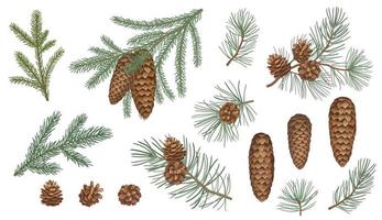 Set of evergreen branches, pine tree, fir, spruce coniferous plants. Illustration of christmas floral decorations isolated on white background. Retro drawing style vector