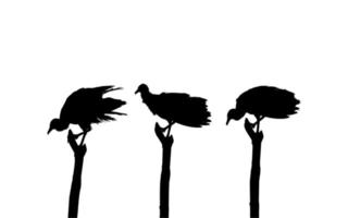 Silhouette of the Flock of the Black Vulture Bird, Based on my Photography as Image Reference, Location in Nickerie, Suriname, South America. Vector Illustration