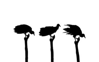 Silhouette of the Flock of the Black Vulture Bird, Based on my Photography as Image Reference, Location in Nickerie, Suriname, South America. Vector Illustration