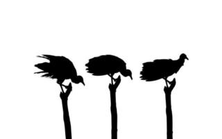 Silhouette of the Flock of the Black Vulture Bird, Based on my Photography as Image Reference, Location in Nickerie, Suriname, South America. Vector Illustration