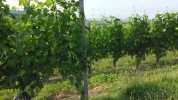 champ d'agriculture viticole avec raisins mûrs et vignes, production de vin, vue aérienne video