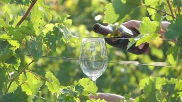 Gießen von Rotwein auf Glas in einem Weinberg in Zeitlupe, Weinprobe mit Trauben und Reben video