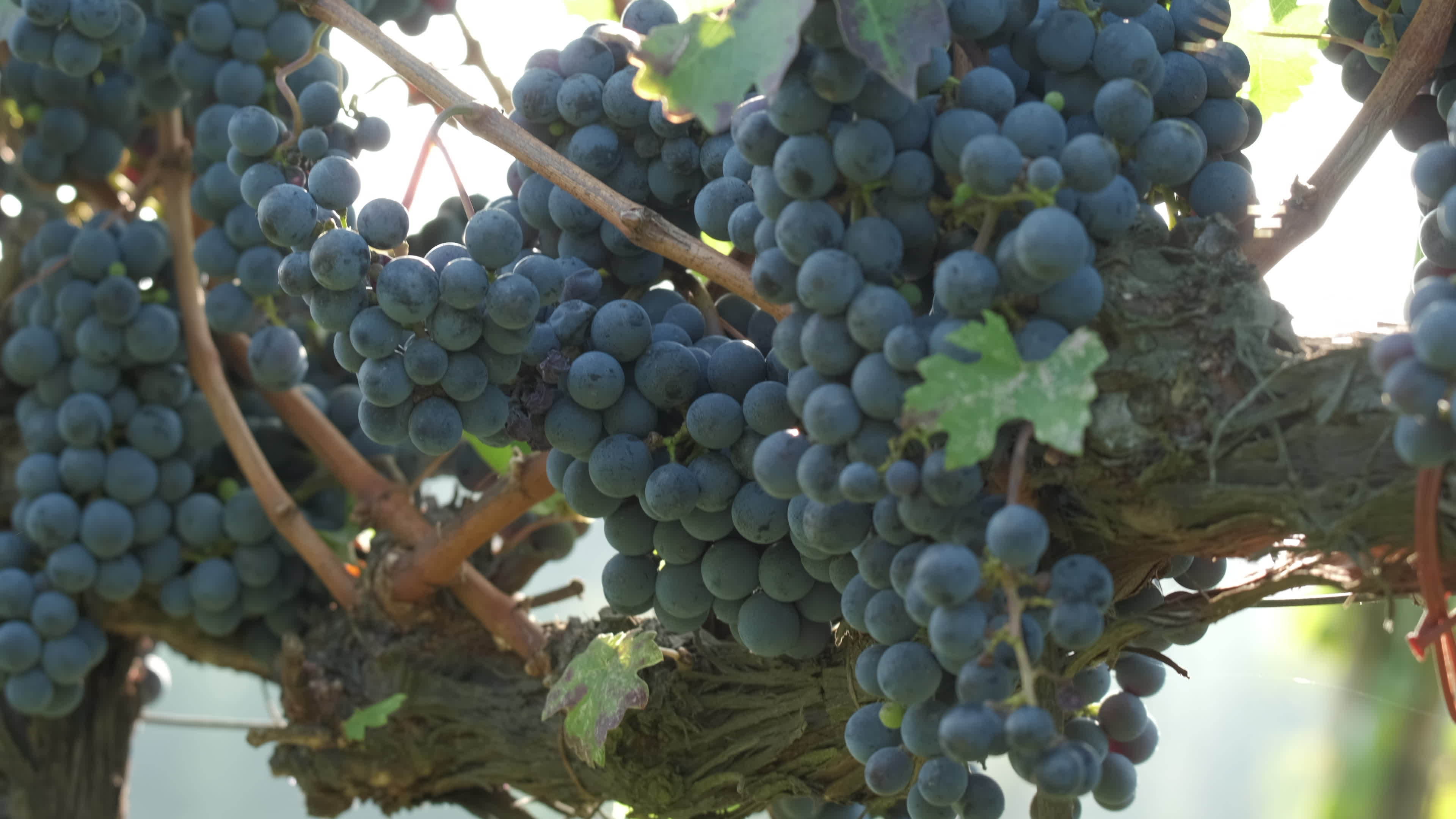 Ripe grapes in a vineyard, grapevine 15285736 Stock Video at Vecteezy