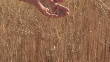 vrouw hand- Aan gouden tarwe landbouw boerderij veld- Bij langzaam beweging video