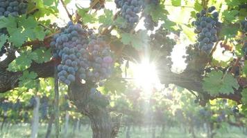 Vineyard with Red Ripe Vine Grapes, or Grapevine in Agriculture Field video