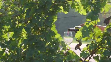 derramando vinho tinto no copo em um vinhedo em câmera lenta, degustação de vinhos com uvas e vinhas video