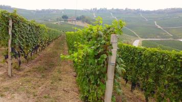 Vineyard agriculture farm field aerial view in Langhe, Piedmont Italy video