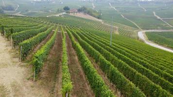 Vineyard agriculture farm field aerial view in Langhe, Piedmont Italy video