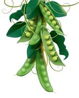 Green young peas in 3d illustration on white background vector