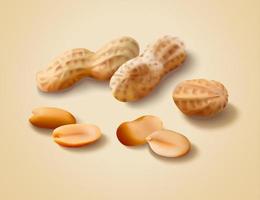 Dried peanut with shell in 3d illustration vector