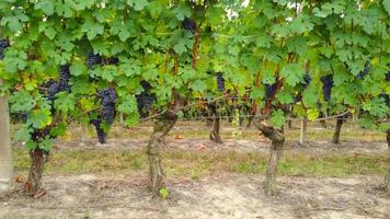 campo agrícola de viñedos con uvas y vides maduras, producción de vino, vista aérea