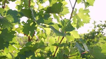 vingård med röd mogen vin vindruvor, eller vinranka i lantbruk fält video