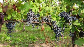 campo agrícola de viñedos con uvas y vides maduras, producción de vino, vista aérea