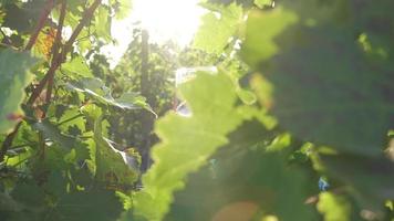 Tasting red wine in a vineyard with ripe grapes and vines video