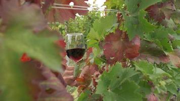 Tasting red wine in a vineyard with ripe grapes and vines video