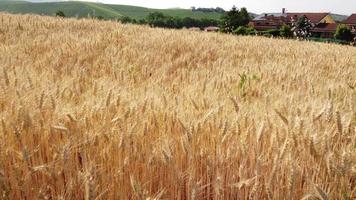 vista aérea del campo de la agricultura de trigo dorado video