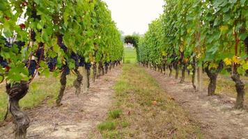 Vineyard agriculture field with ripe grapes and vines, wine production, aerial view video