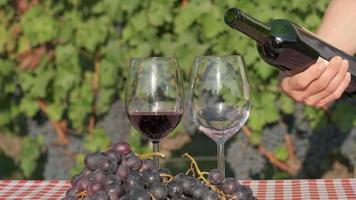 Pouring red wine on glass in a vineyard at slow motion, wine tasting with grapes and vines video