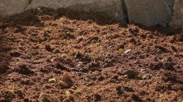 contadino semina nel biologico agricoltura coltivazione, collocazione seme nel azienda agricola lento movimento video