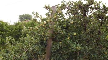 Apple árboles frutales agricultura plantación video