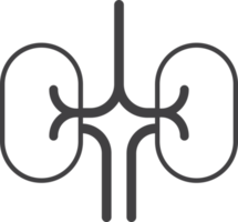 kidney illustration in minimal style png