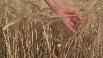 mão de mulher no campo de fazenda de agricultura de trigo dourado em câmera lenta video