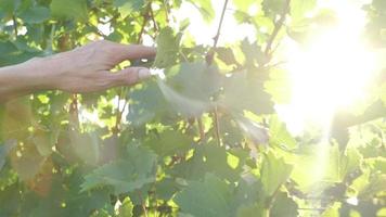 Woman's hand touching vineyard at slow motion, agriculture concept, wine production, vines. video