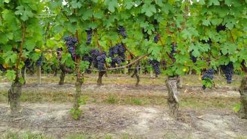 Weinberglandwirtschaftsfeld mit reifen Trauben und Reben, Weinproduktion, Luftbild video