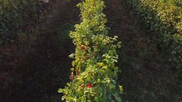 vista aérea del campo agrícola de la agricultura de viñedos en langhe, piamonte italia video