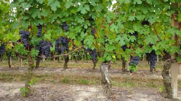 Vineyard agriculture field with ripe grapes and vines, wine production, aerial view video