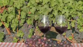 Tasting red wine in a vineyard with ripe grapes and vines video