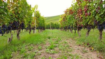 Vineyard agriculture field with ripe grapes and vines, wine production, aerial view video