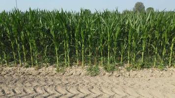 majs lantbruk odling organisk fält video