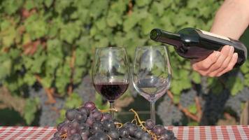 Pouring red wine on glass in a vineyard at slow motion, wine tasting with grapes and vines video